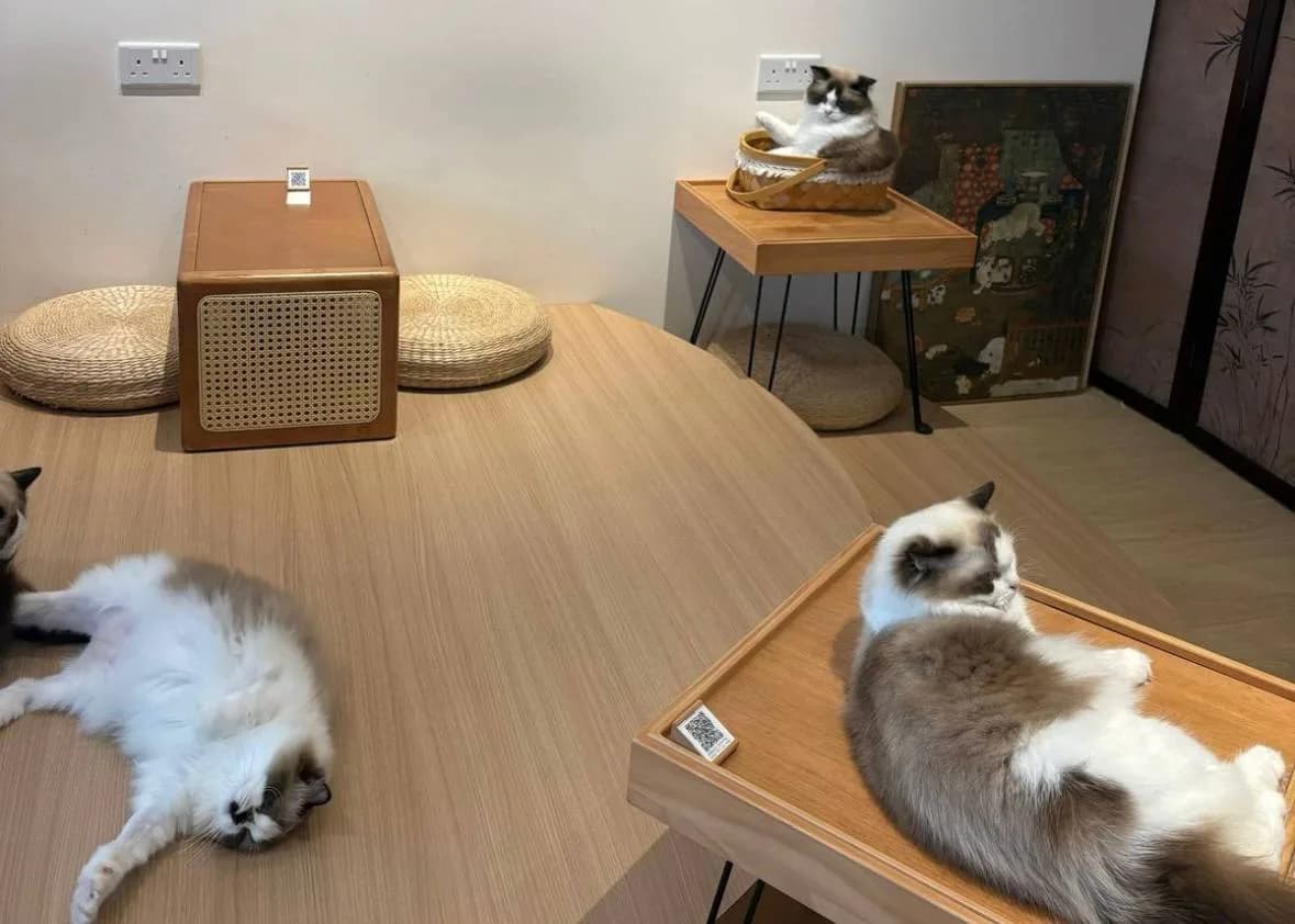 These ADORABLE BABIES at CATEA